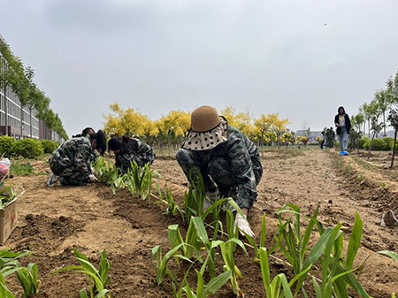 曹妃甸校区又添新绿 ——十万株花苗落户UG环球官方网