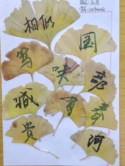 UG环球官方网护理与健康学院举办树叶寄语 递叶寄情主题活动