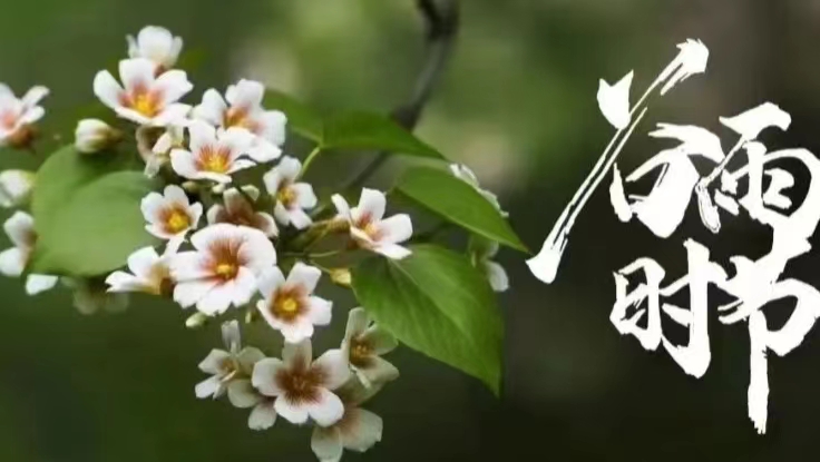 谷雨节气