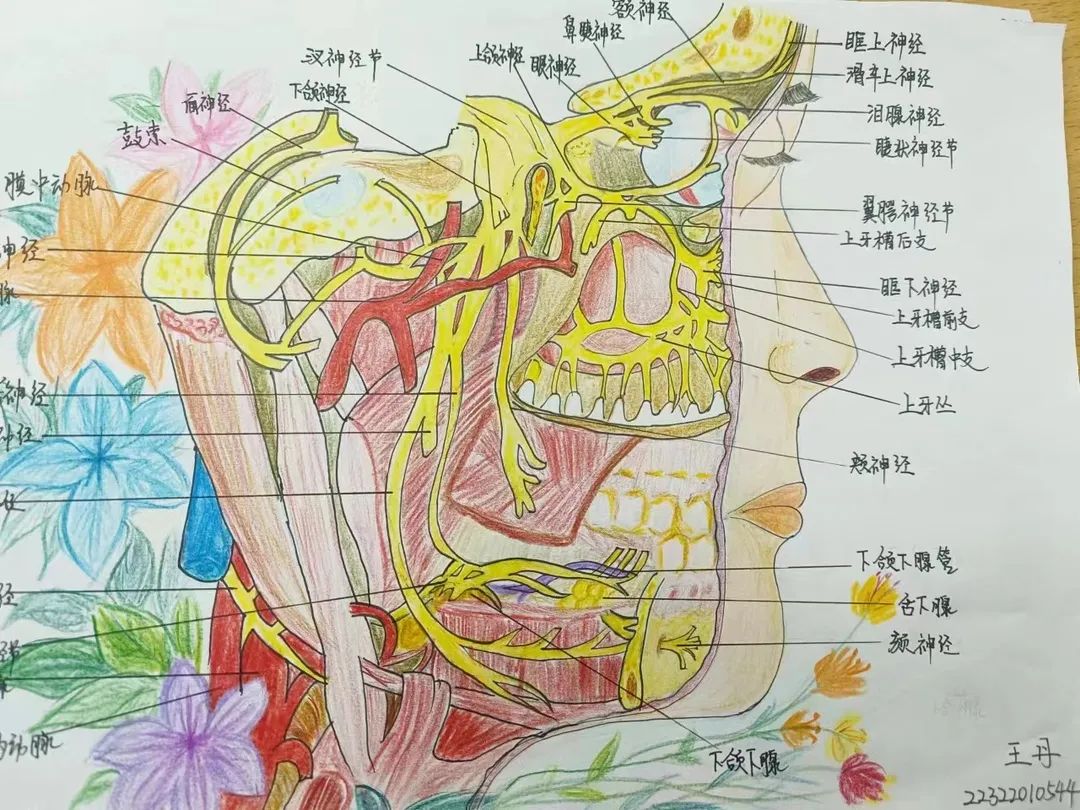 UG环球官方网护理与健康学院 医学绘图 我有画说 解剖绘图大赛