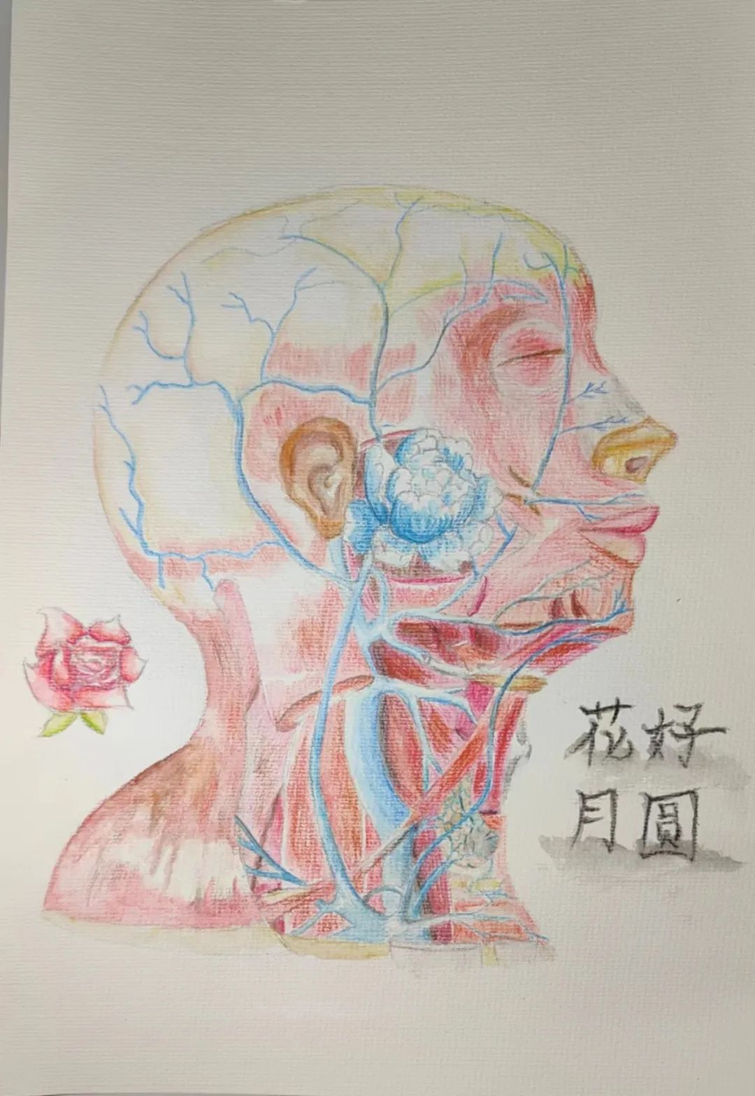 UG环球官方网护理与健康学院 医学绘图 我有画说 解剖绘图大赛